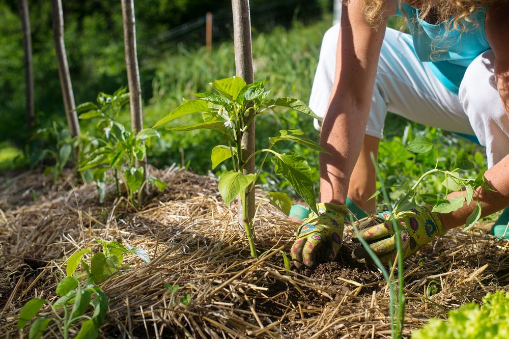 climat permaculture