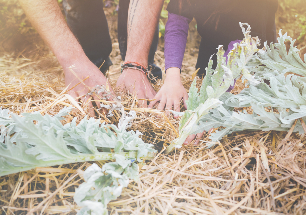 couverture sol permaculture