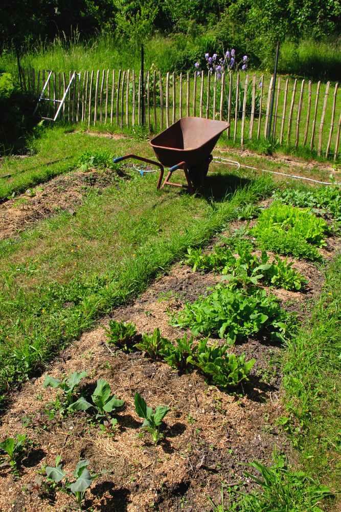 La grelinette, outil indispensable en permaculture pour avoir un sol vivant  !