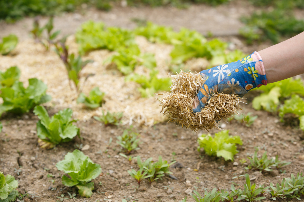 Le paillage en copeaux de bois - Le potager permacole