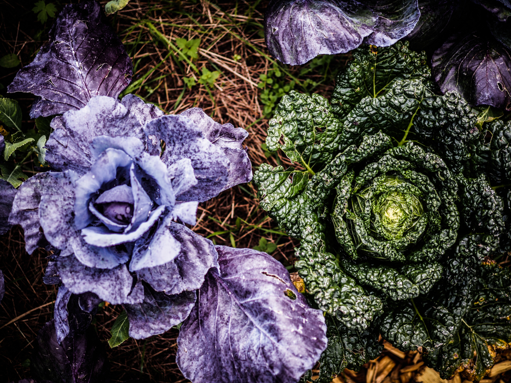 autorégulation plantes