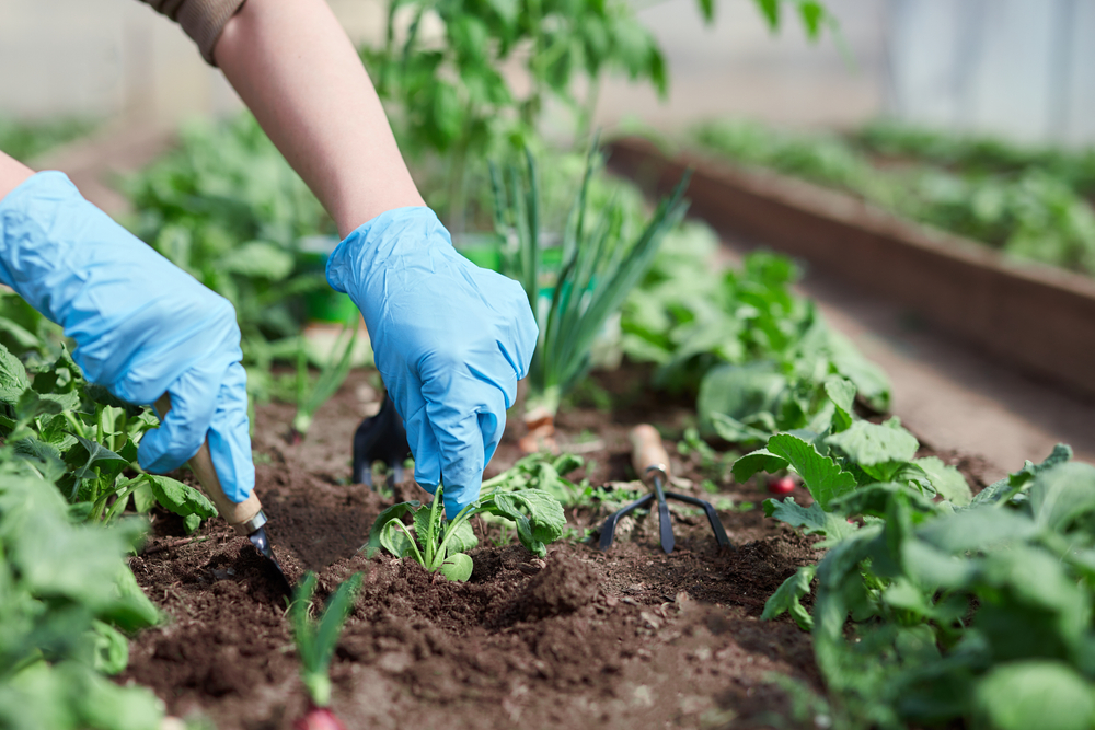 Engrais et fertilisants pour jardin