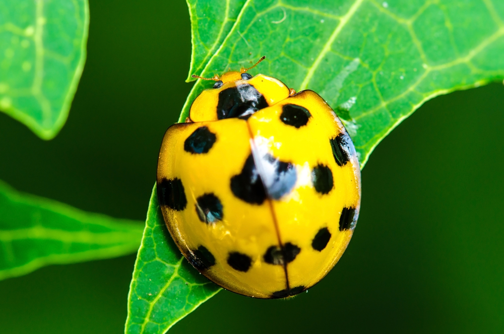 plantes insectes