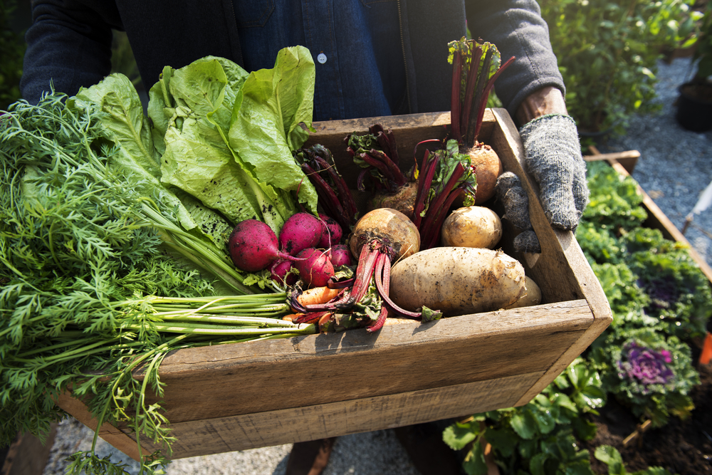 ravageur permaculture