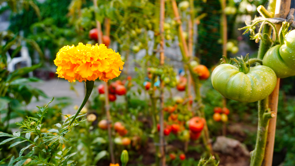 planter des fleurs en permaculture