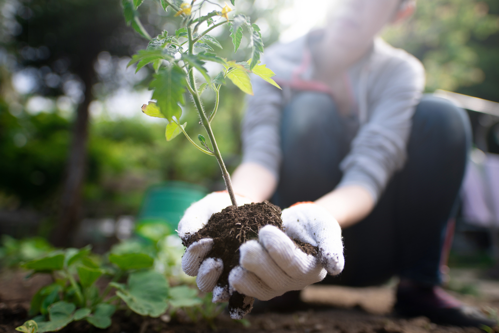 Nos conseils pour jardiner sans pesticides