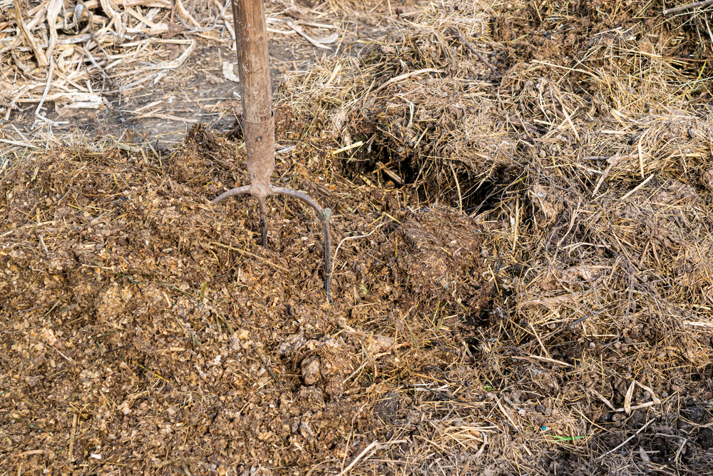 Le purin pour entretenir vos plantes